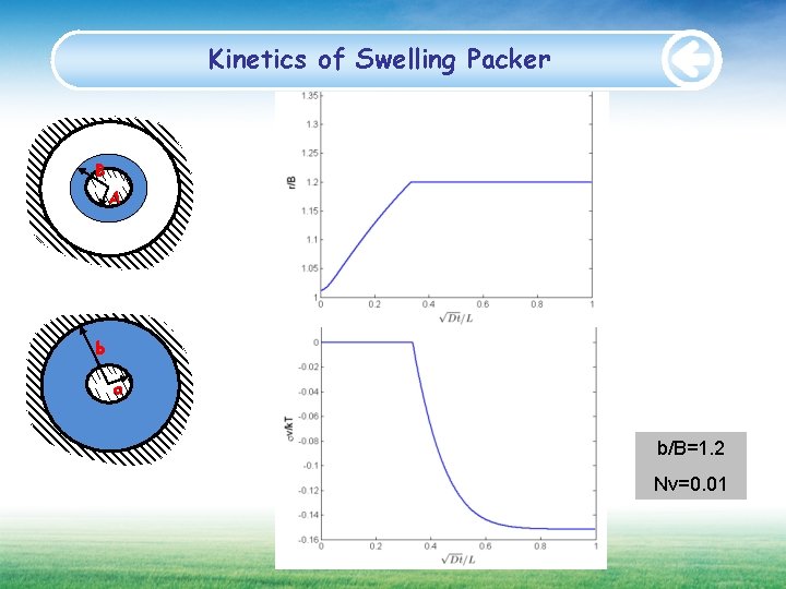 Kinetics of Swelling Packer B A b a b/B=1. 2 Nv=0. 01 