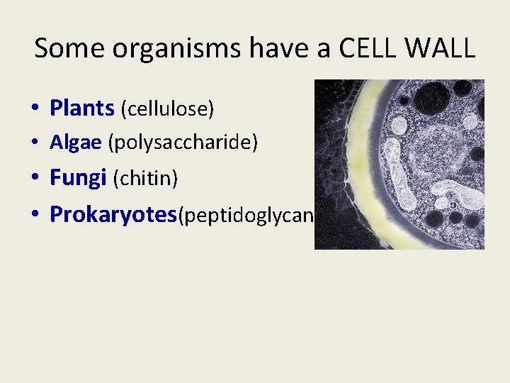 Some organisms have a CELL WALL • Plants (cellulose) • Algae (polysaccharide) • Fungi