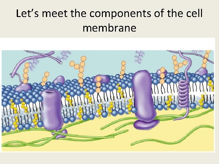 Let’s meet the components of the cell membrane 