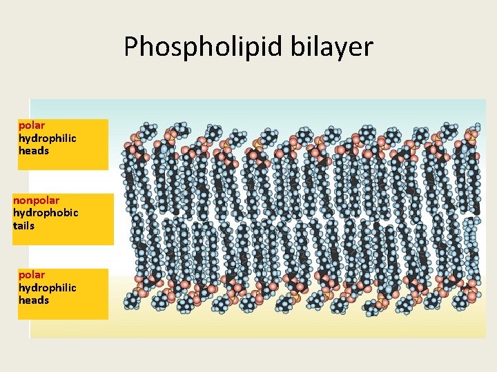 Phospholipid bilayer polar hydrophilic heads nonpolar hydrophobic tails polar hydrophilic heads 