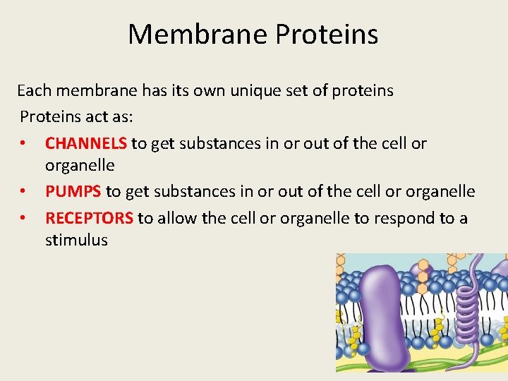 Membrane Proteins Each membrane has its own unique set of proteins Proteins act as: