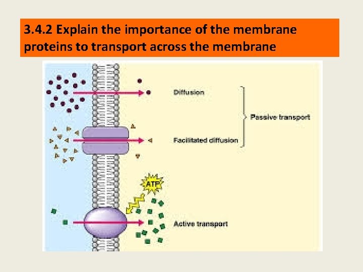 3. 4. 2 Explain the importance of the membrane proteins to transport across the
