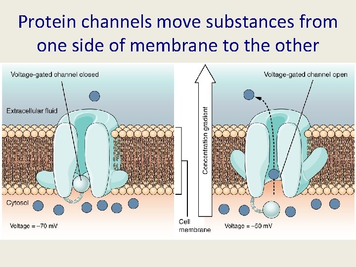 Protein channels move substances from one side of membrane to the other 