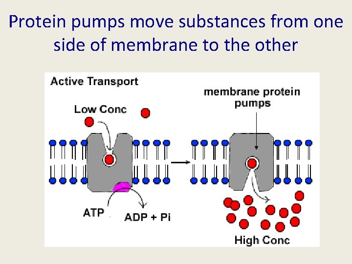 Protein pumps move substances from one side of membrane to the other 
