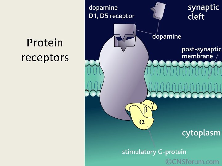 Protein receptors 