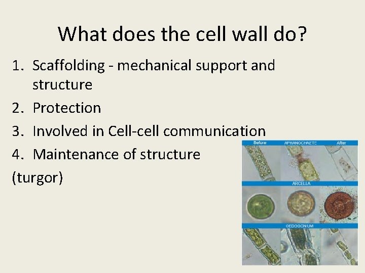 What does the cell wall do? 1. Scaffolding - mechanical support and structure 2.