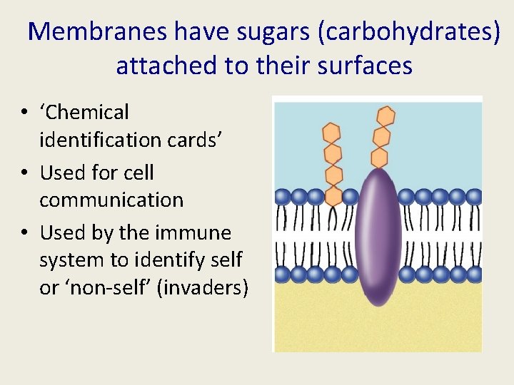 Membranes have sugars (carbohydrates) attached to their surfaces • ‘Chemical identification cards’ • Used