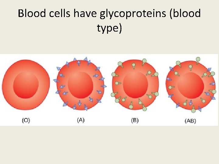 Blood cells have glycoproteins (blood type) 
