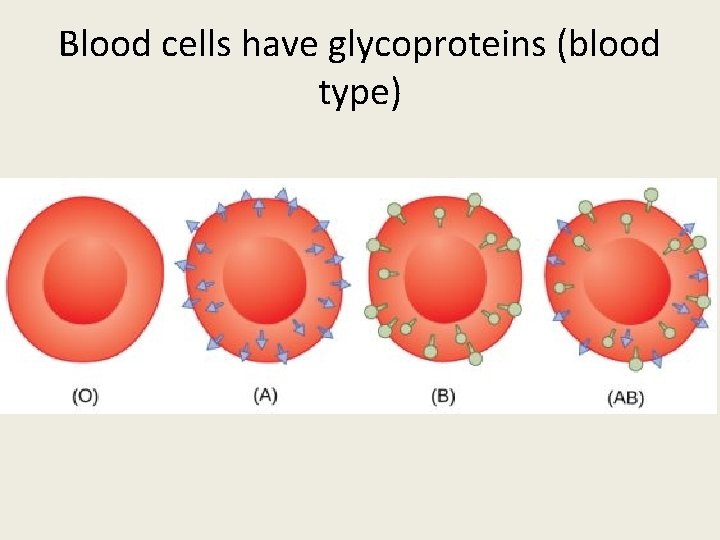 Blood cells have glycoproteins (blood type) 