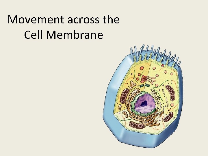 Movement across the Cell Membrane 