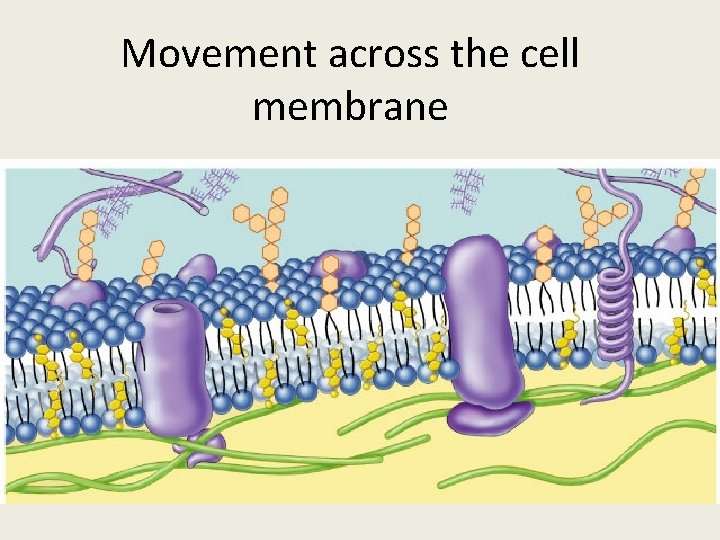 Movement across the cell membrane 