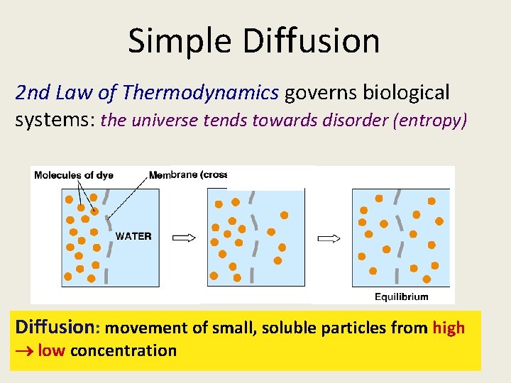 Simple Diffusion 2 nd Law of Thermodynamics governs biological systems: the universe tends towards