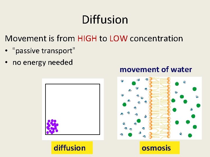 Diffusion Movement is from HIGH to LOW concentration • “passive transport” • no energy