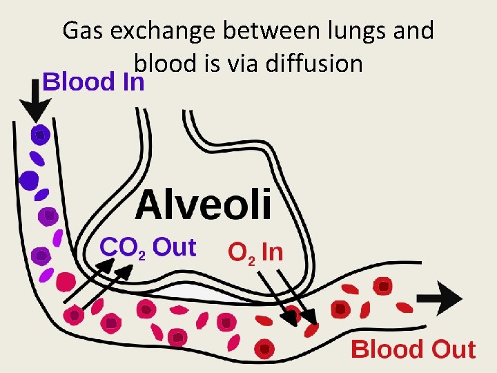Gas exchange between lungs and blood is via diffusion 