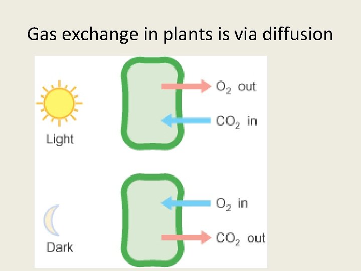 Gas exchange in plants is via diffusion 
