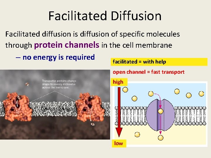 Facilitated Diffusion Facilitated diffusion is diffusion of specific molecules through protein channels in the