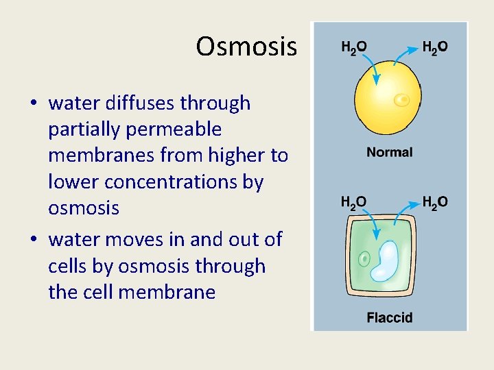 Osmosis • water diffuses through partially permeable membranes from higher to lower concentrations by