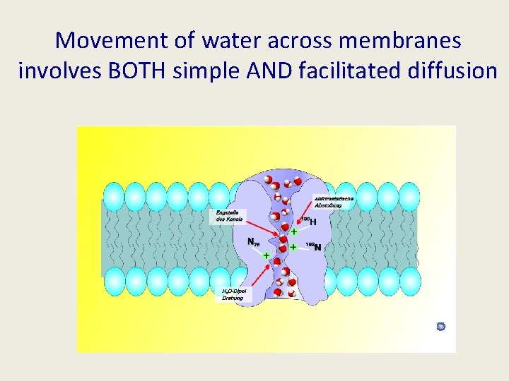 Movement of water across membranes involves BOTH simple AND facilitated diffusion 