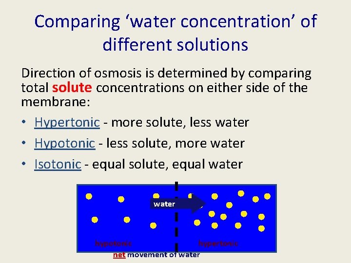 Comparing ‘water concentration’ of different solutions Direction of osmosis is determined by comparing total