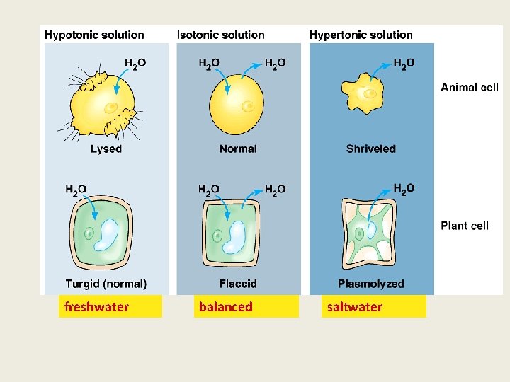 freshwater balanced saltwater 