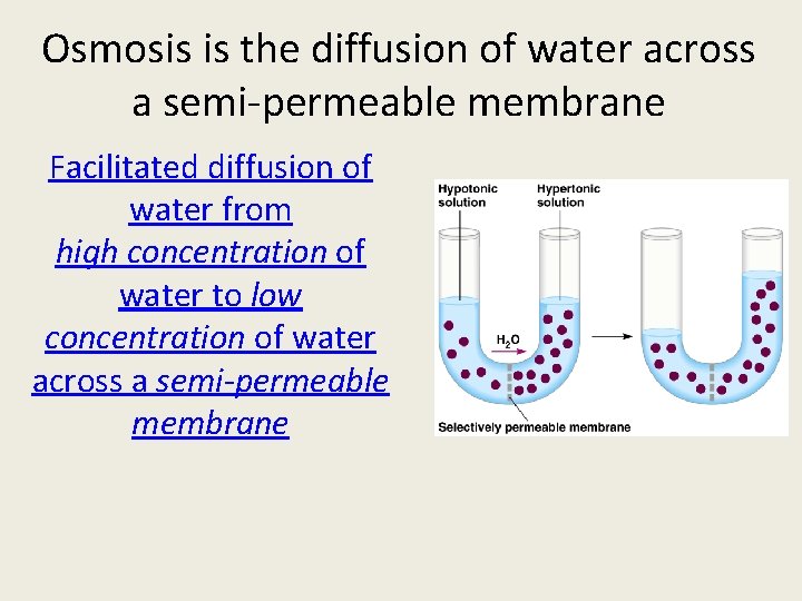 Osmosis is the diffusion of water across a semi-permeable membrane Facilitated diffusion of water