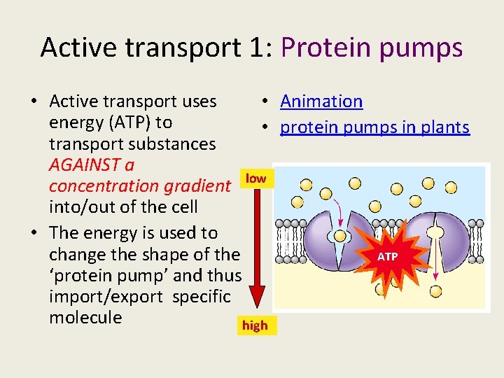 Active transport 1: Protein pumps • Active transport uses • Animation energy (ATP) to