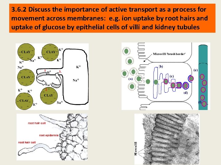 3. 6. 2 Discuss the importance of active transport as a process for movement