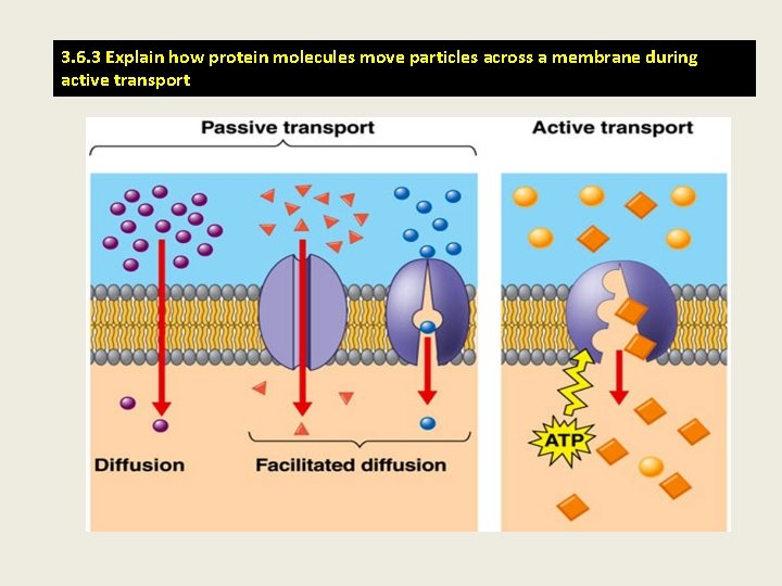 3. 6. 3 Explain how protein molecules move particles across a membrane during active