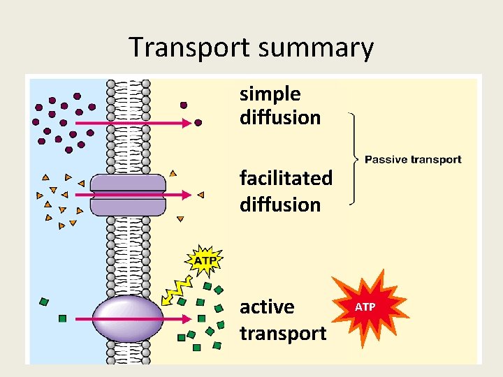 Transport summary simple diffusion facilitated diffusion active transport ATP 