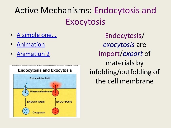 Active Mechanisms: Endocytosis and Exocytosis • A simple one. . . • Animation 2