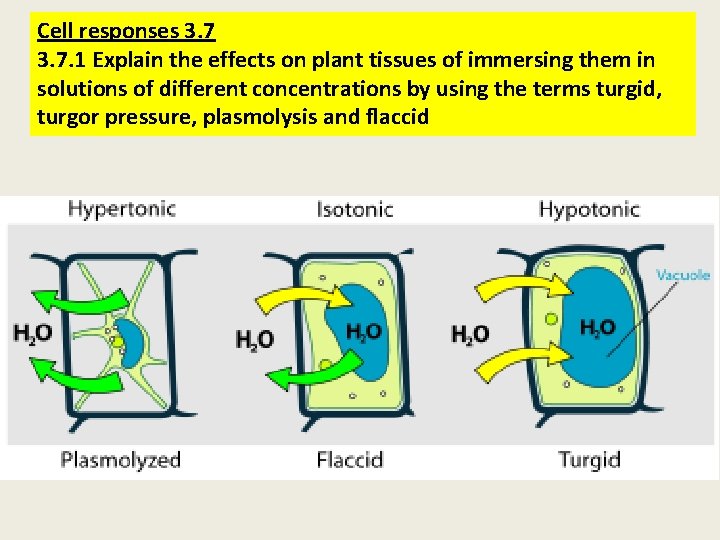 Cell responses 3. 7. 1 Explain the effects on plant tissues of immersing them