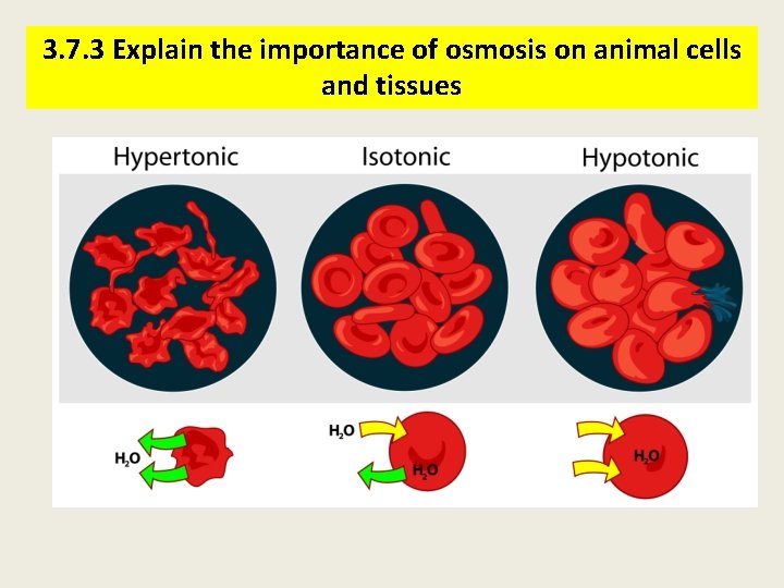 3. 7. 3 Explain the importance of osmosis on animal cells and tissues 