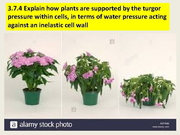 3. 7. 4 Explain how plants are supported by the turgor pressure within cells,