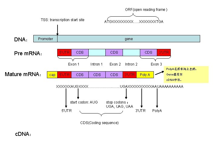 ORF(open reading frame ) TSS: transcription start site DNA： ATGXXXXX…. . XXXXXXXTGA Promoter Pre