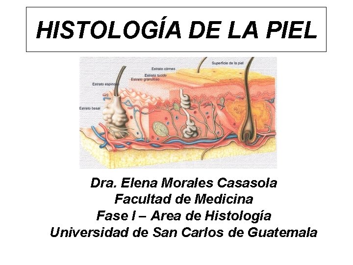 HISTOLOGÍA DE LA PIEL Dra. Elena Morales Casasola Facultad de Medicina Fase I –