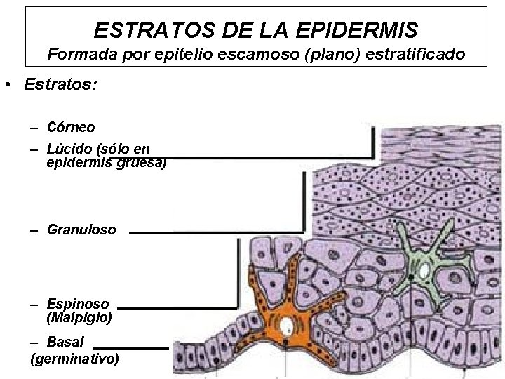 ESTRATOS DE LA EPIDERMIS Formada por epitelio escamoso (plano) estratificado • Estratos: – Córneo