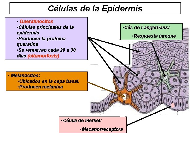 Células de la Epidermis • Queratinocitos • Células principales de la epidermis • Producen