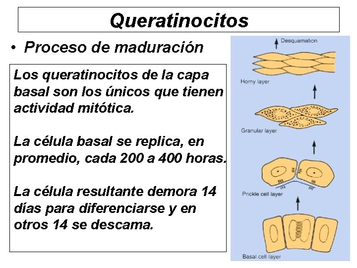 Queratinocitos • Proceso de maduración Los queratinocitos de la capa basal son los únicos