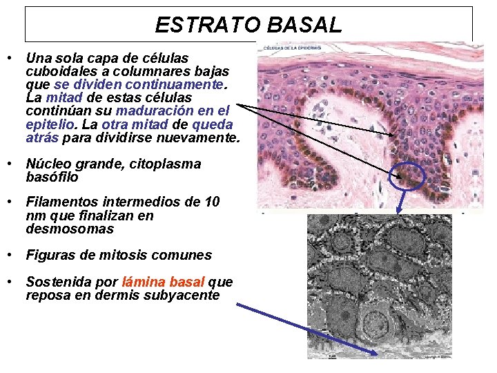 ESTRATO BASAL • Una sola capa de células cuboidales a columnares bajas que se