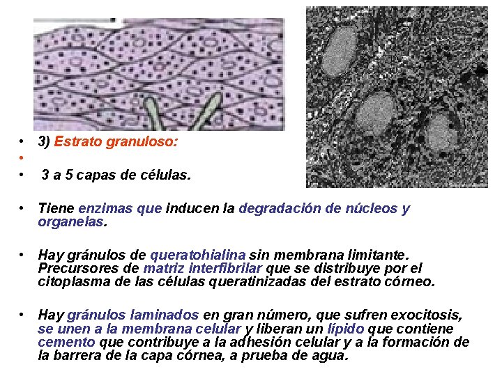  • 3) Estrato granuloso: • • 3 a 5 capas de células. •