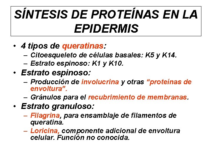 SÍNTESIS DE PROTEÍNAS EN LA EPIDERMIS • 4 tipos de queratinas: – Citoesqueleto de