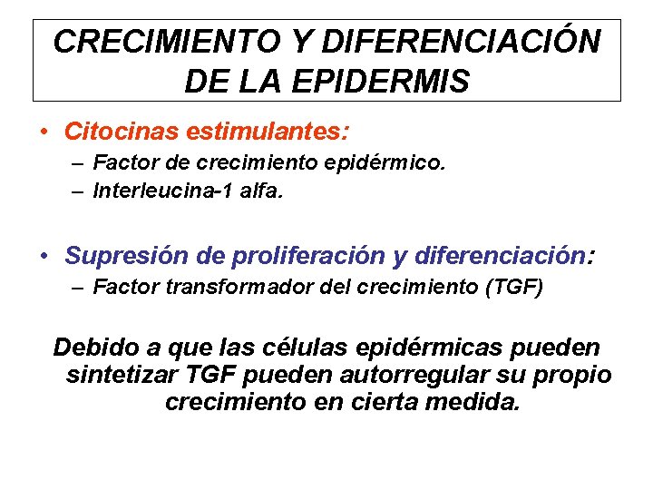 CRECIMIENTO Y DIFERENCIACIÓN DE LA EPIDERMIS • Citocinas estimulantes: – Factor de crecimiento epidérmico.