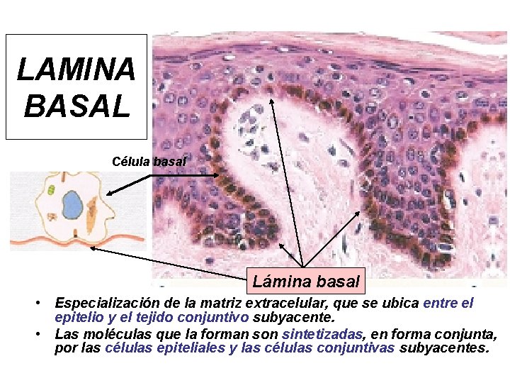 LAMINA BASAL Célula basal Lámina basal • Especialización de la matriz extracelular, que se