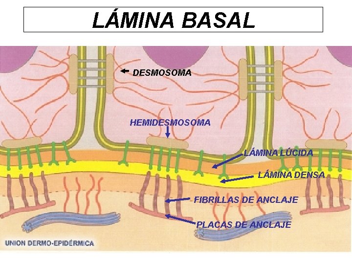 LÁMINA BASAL DESMOSOMA HEMIDESMOSOMA LÁMINA LÚCIDA LÁMINA DENSA FIBRILLAS DE ANCLAJE PLACAS DE ANCLAJE