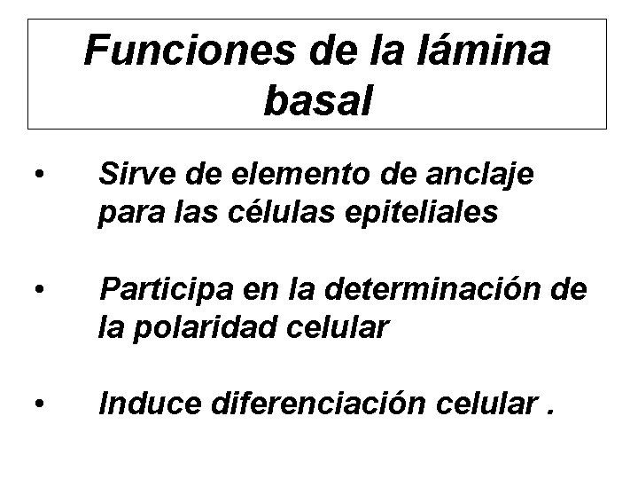 Funciones de la lámina basal • Sirve de elemento de anclaje para las células