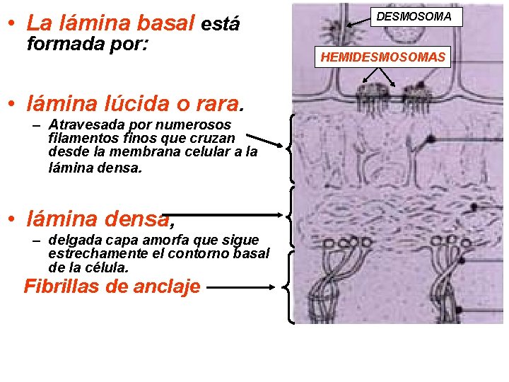  • La lámina basal está formada por: • lámina lúcida o rara. –