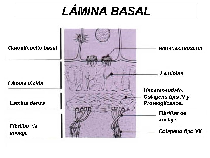 LÁMINA BASAL Queratinocito basal Hemidesmosoma Laminina Lámina lúcida Lámina densa Heparansulfato, Colágeno tipo IV