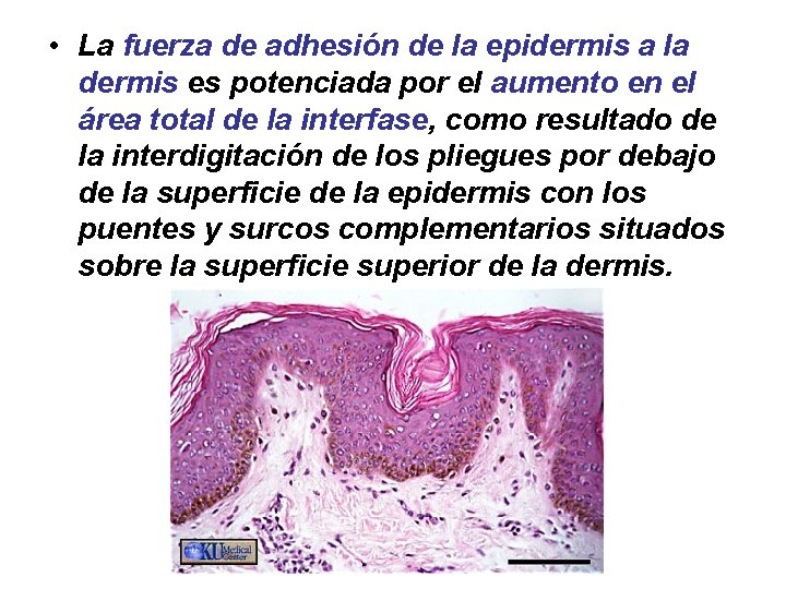  • La fuerza de adhesión de la epidermis a la dermis es potenciada