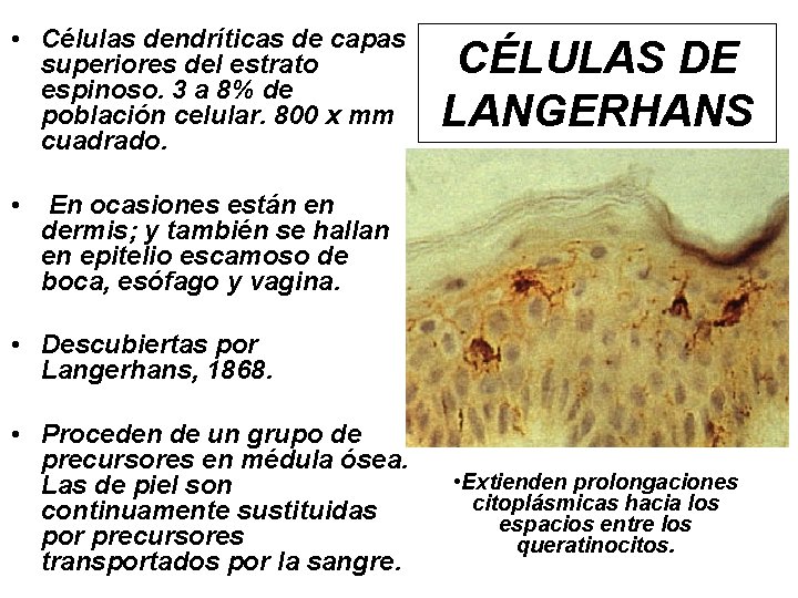  • Células dendríticas de capas superiores del estrato espinoso. 3 a 8% de