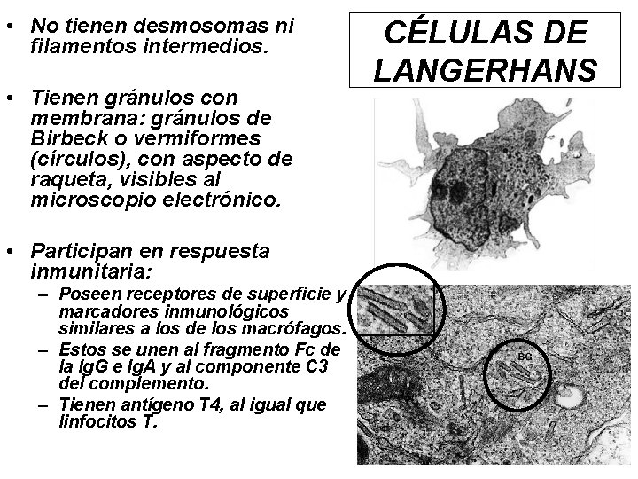  • No tienen desmosomas ni filamentos intermedios. • Tienen gránulos con membrana: gránulos